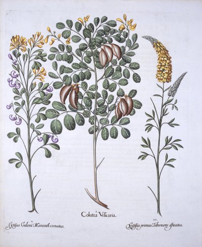 Odmiany Colutea Tree i Cytisus, z Hortus Eystettensis, Basil Besler (1561-1629), wyd. 1613 (grawerowanie ręcznie kolorowane) autorstwa German School