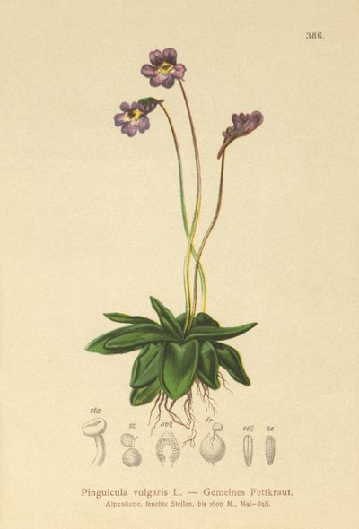Butterwort zwyczajny (Pinguicula vulgaris) autorstwa German School