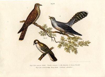 Kukułka zwyczajna, 1864 r. autorstwa German School