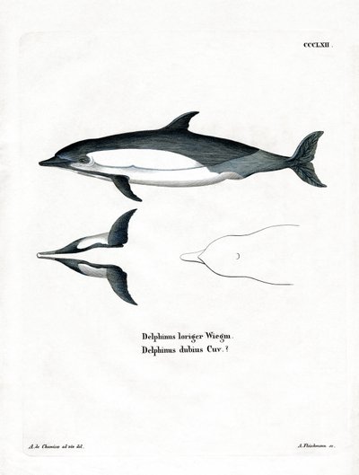 Delfin pospolity (kolorowy grawerunek) autorstwa German School