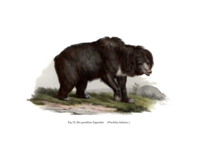 Niedźwiedź pospolity indyjski, 1860 autorstwa German School