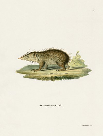 Common Tenrec (kolorowy grawerunek) autorstwa German School