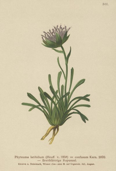 Rampion mylący (Phyteuma confusum, Phyteuma latifolium, Phyteuma hemisphaericum ssp. confusum, Phyteuma nanum) autorstwa German School