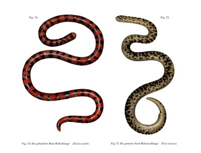 Coral Cylinder Snake (kolor lito) autorstwa German School