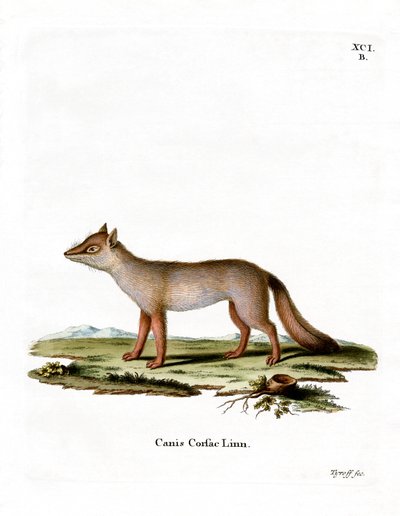 Corsac Fox (kolorowy grawerunek) autorstwa German School