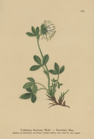 Koniczyna Kremowa (Trifolium Noricum) autorstwa German School
