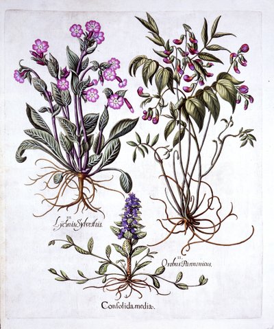 Creeping Bugle, Spring Vetch and Red Campion, z Hortus Eystettensis, autorstwa Basila Beslera (1561-1629), wyd. 1613 (grawerowanie ręcznie kolorowane) autorstwa German School