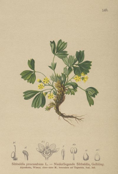 Pełzająca Sibbaldia (Sibbaldia procumbens) autorstwa German School