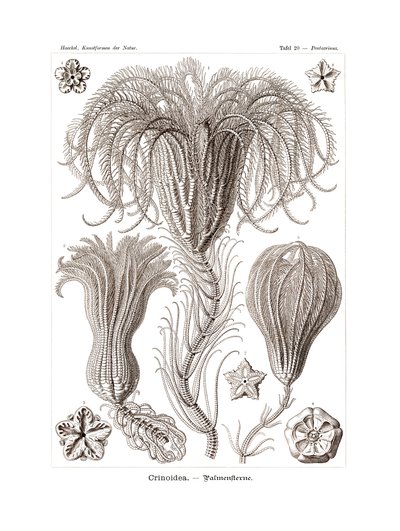 Crinoidea, 1899-1904 autorstwa German School