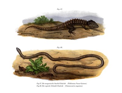 Krokodyl Skink (kolor lito) autorstwa German School