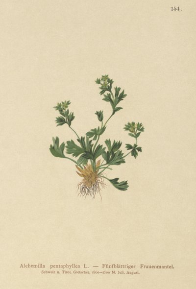 Cut Leaved Ladys Mantle (Alchemilla pentaphyllea) autorstwa German School