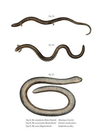 Bachia Chubiera (Kalor Litho) autorstwa German School