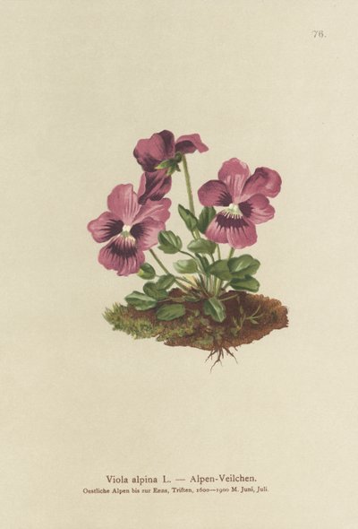 cyklamen, fiołek alpejski (viola alpina) autorstwa German School