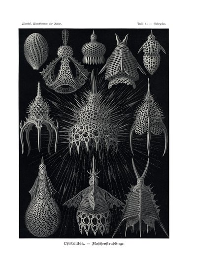 Cyrtoidea, 1899-1904 autorstwa German School