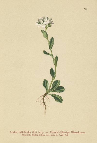 Rzeżucha zwyczajna (Arabis bellidifolia) autorstwa German School