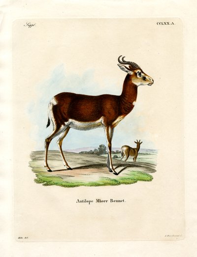 Gazela Dama (kolorowy grawer) autorstwa German School