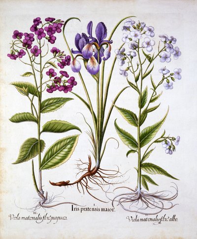 Dames Violet and a Field Iris, z Hortus Eystettensis, Basil Besler (1561-1629), wyd. 1613 (grawerowanie ręcznie kolorowane) autorstwa German School