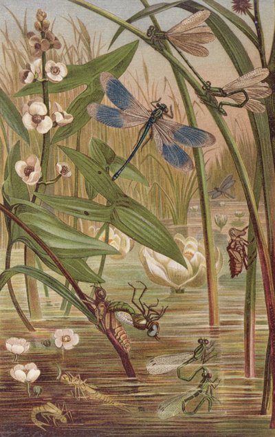 Damselfly Hatching, płyta z Brehm