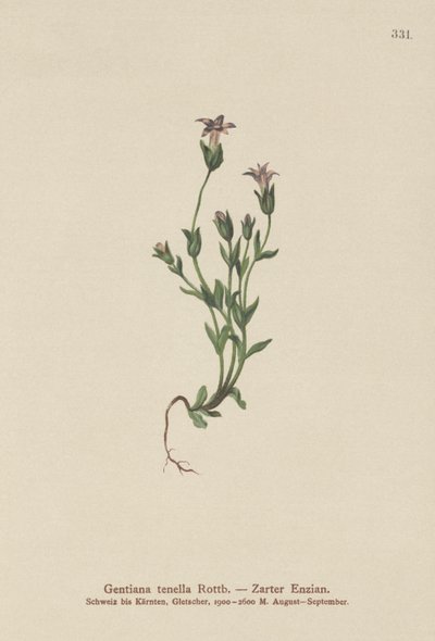 Duńska goryczka karłowata (Gentiana tenella, Gentianella tenella, Comastoma tenellum) autorstwa German School