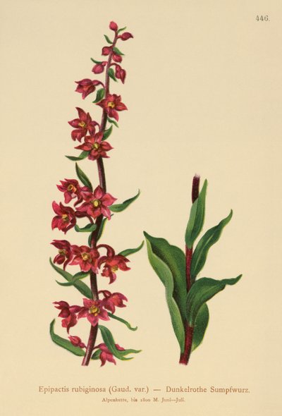 Ciemnoczerwony ciemiernik (Epipactis atrorubens, Epipactis rubiginosa) autorstwa German School