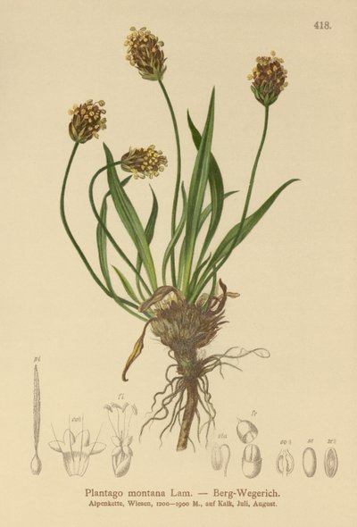 Babka Ciemna (Plantago atrata, Plantago montana) autorstwa German School
