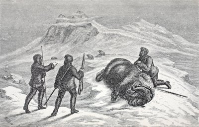 Śmierć wołu piżmowego, wyd. Londyn 1874 autorstwa German School
