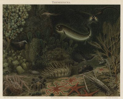 Fauna głębinowa (kolor lito) autorstwa German School