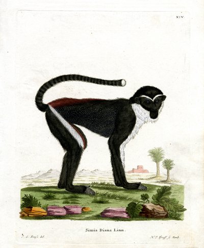 Diana Monkey (kolorowy grawerunek) autorstwa German School