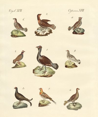 Różne rodzaje woodhens autorstwa German School