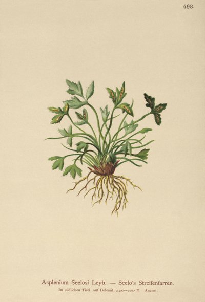 Dolomit Spleenwort (Asplenium Seelosii) autorstwa German School