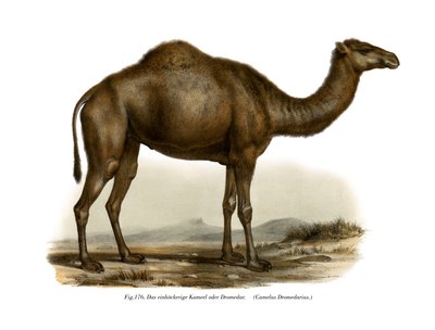 Dromader, 1860 autorstwa German School