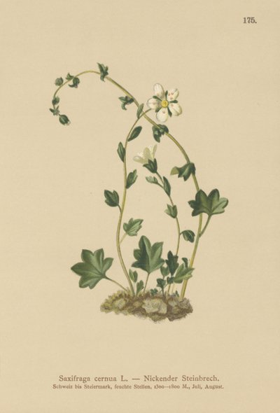 Opadająca skalnica (Saxifraga cernua) (kolor lito) autorstwa German School