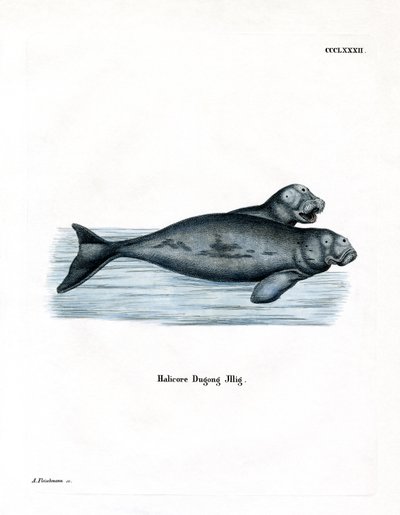 Dugong (kolorowy grawer) autorstwa German School