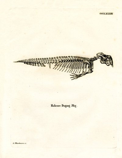 Szkielet Dugong (kolorowy grawerunek) autorstwa German School