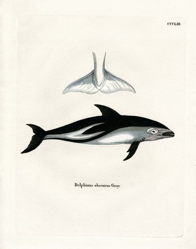 Dusky Dolphin (kolorowy grawerunek) autorstwa German School
