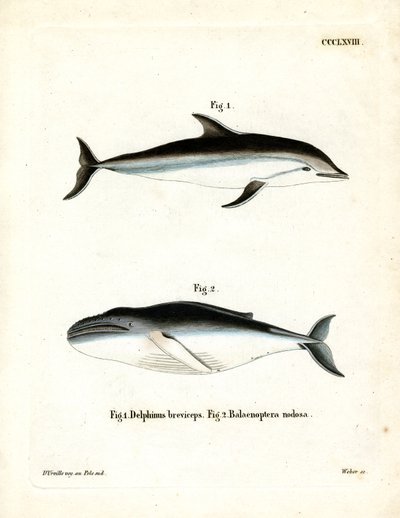 Dusky Dolphin (kolorowy grawerunek) autorstwa German School