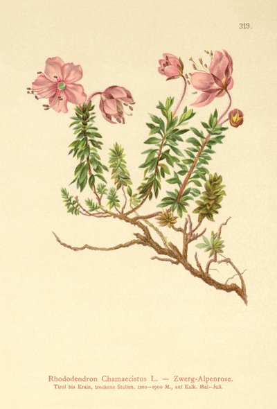 Alpenrose karłowata (Rhododendron Chamaecistus) autorstwa German School