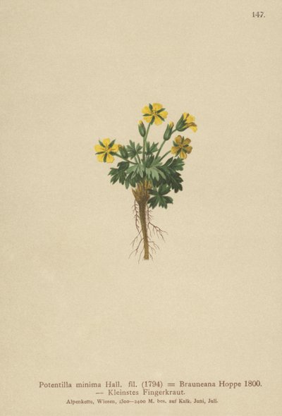 Pięciornik karłowaty (Potentilla minima, Potentilla Brauneana, Potentilla dubia) autorstwa German School