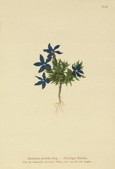 Goryczka karłowata (Gentiana pumila) autorstwa German School