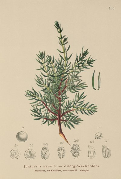 Jałowiec karłowaty (Juniperus nana, Juniperus communis subsp. nana, Juniperus communis var. saxatilis) autorstwa German School