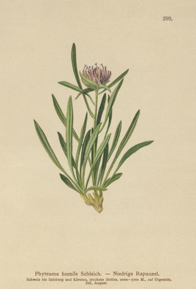Rampion karłowaty (Phyteuma humile) autorstwa German School