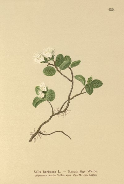 Wierzba karłowata (Salix herbacea) autorstwa German School