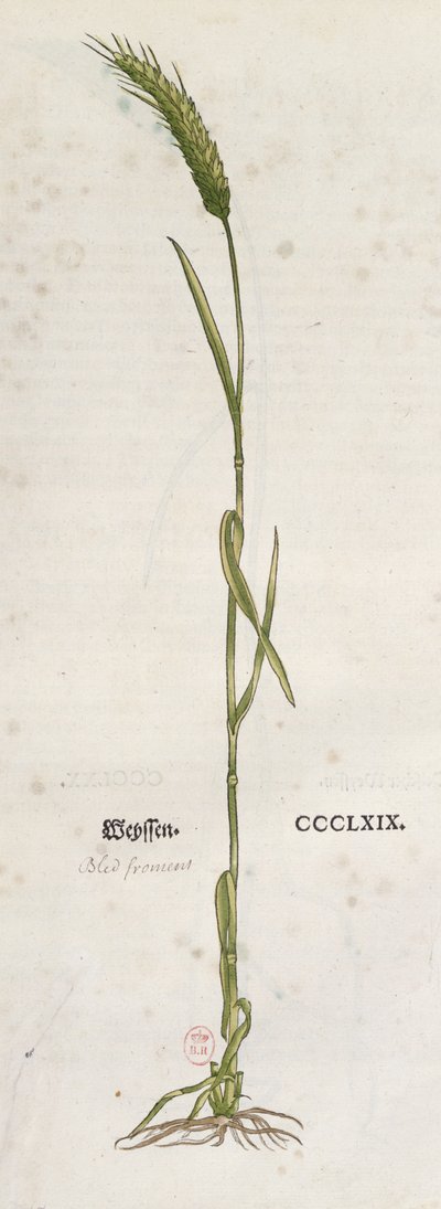 Kłos pszenicy, z Zielnika Leonharta Fuchsa (1501-66), wydany w Bazylei, 1555 (kolorowa grawerunek) autorstwa German School