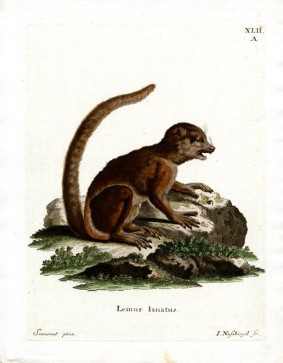 Lemur włochaty (kolorowy grawerunek) autorstwa German School