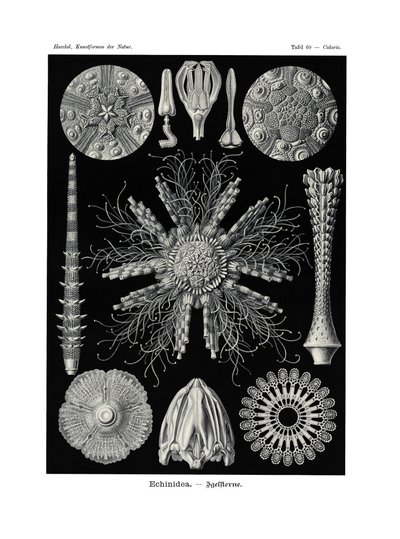 Echinidea, 1899-1904 autorstwa German School