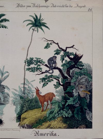 Plakat edukacyjny przedstawiający florę i faunę Ameryki Południowej, prawa strona, wyd. F. Wentzel, Weissenburg, 1840 (patrz także 379941) autorstwa German School