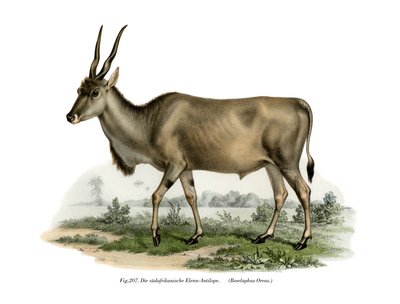 Eland, 1860 autorstwa German School