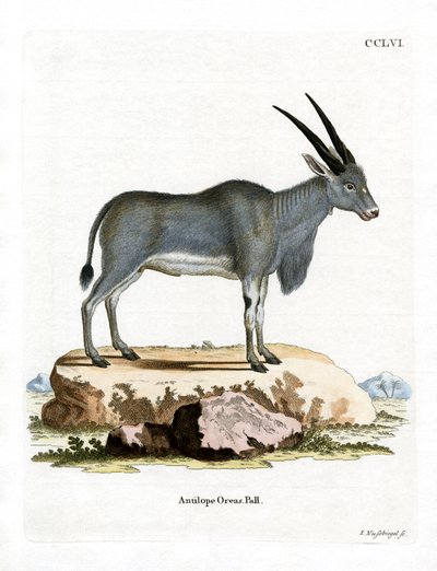 Eland Antelope (kolorowy grawerunek) autorstwa German School