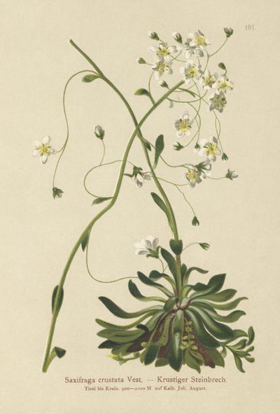 Skalnica inkrustowana (Saxifraga crustata) autorstwa German School
