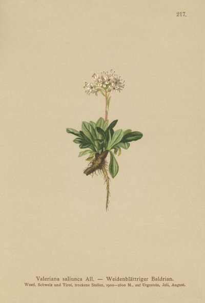 Valeriana liściowa (Valeriana saliunca) autorstwa German School